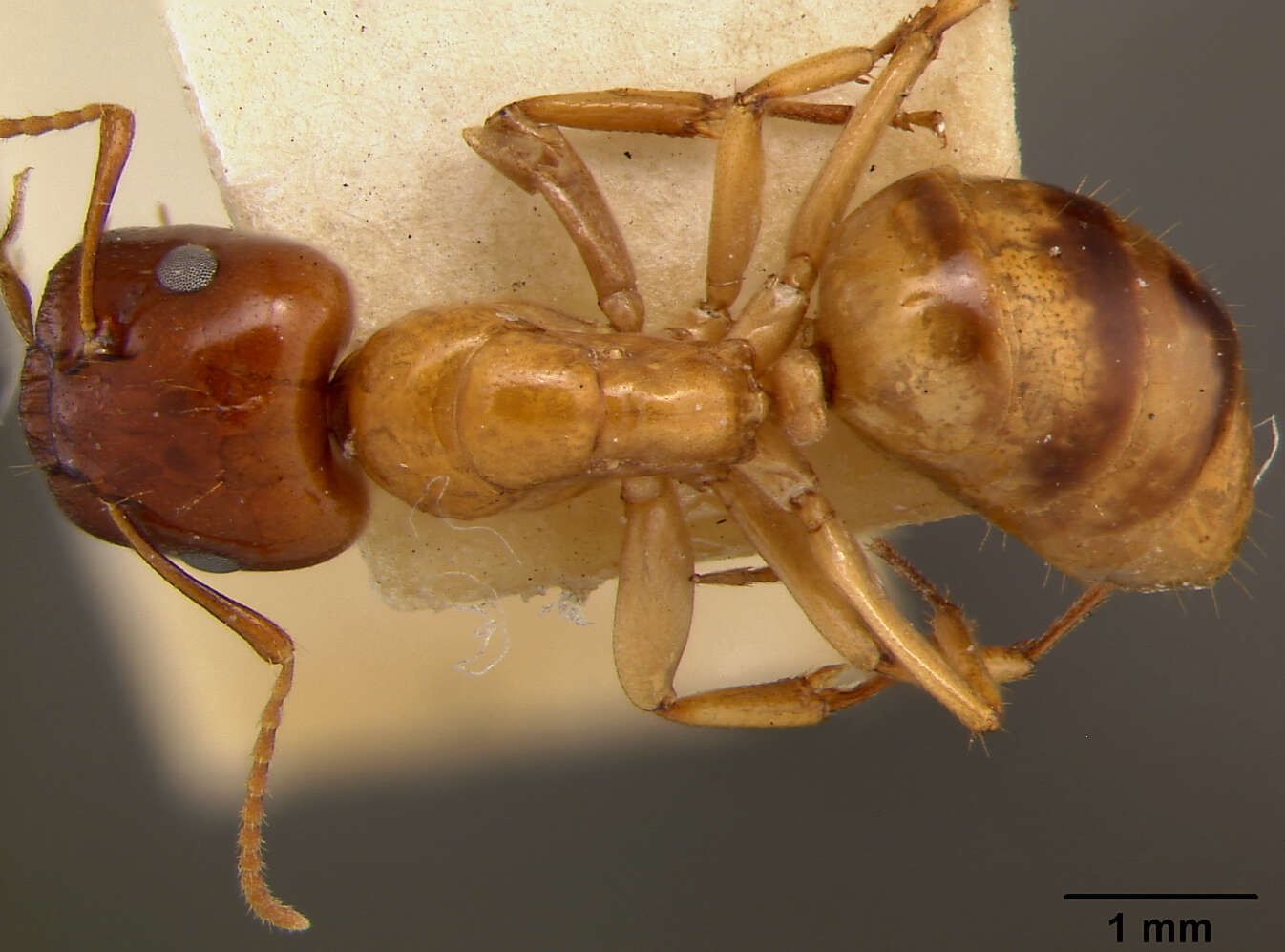 Image of Camponotus maudella seemanni Mann 1921