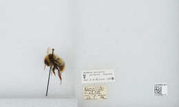 Image of Polar Bumble Bee