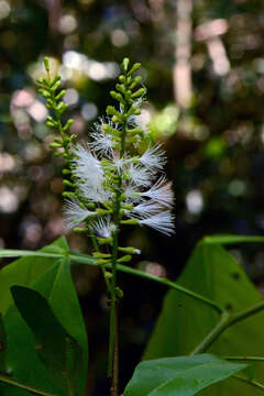 Image of Inga marginata