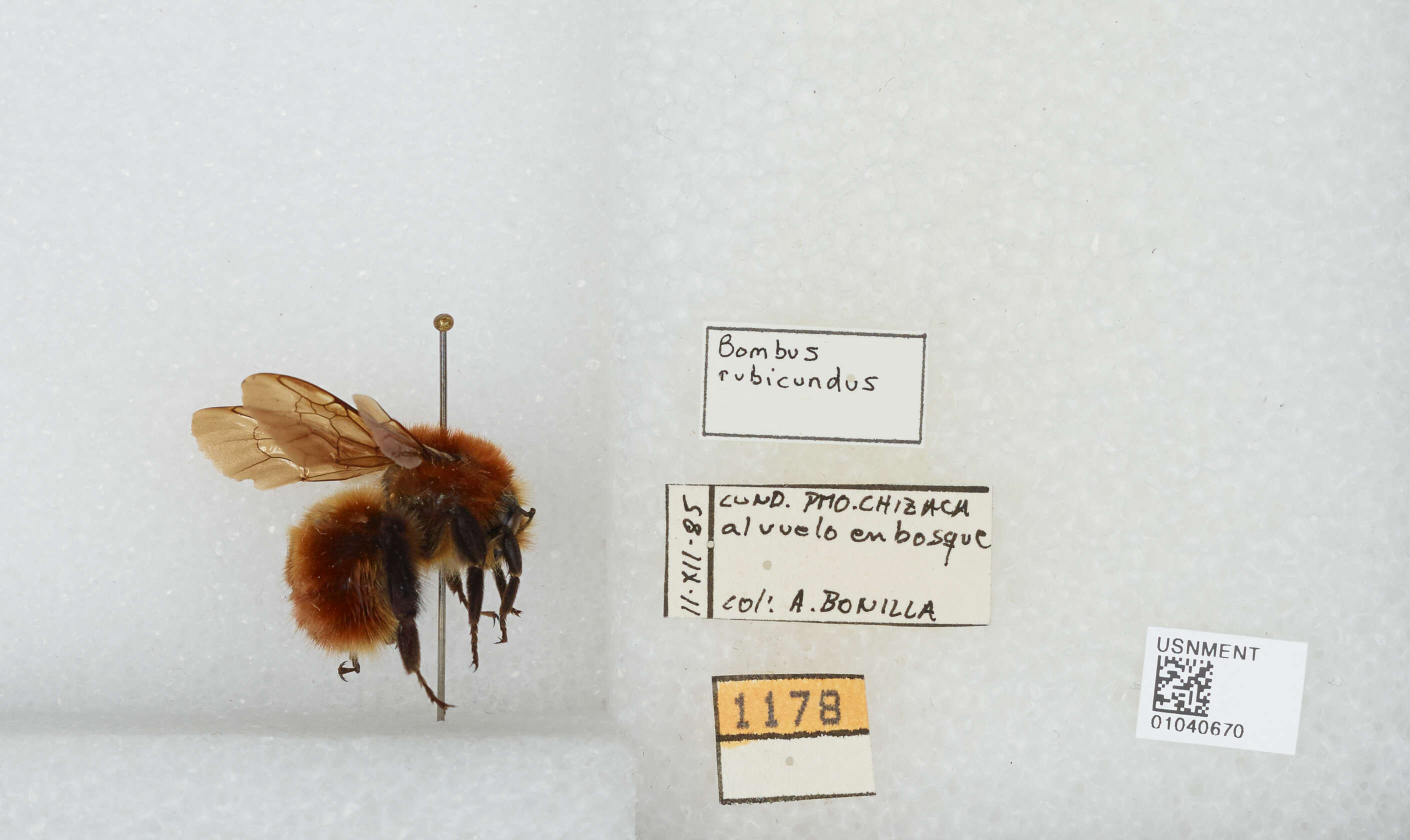 Sivun Bombus rubicundus Smith 1854 kuva