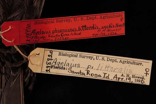 Image of Agelaius phoeniceus littoralis Howell, AH & Van Rossem 1928