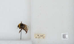 Image of White-tailed bumblebee