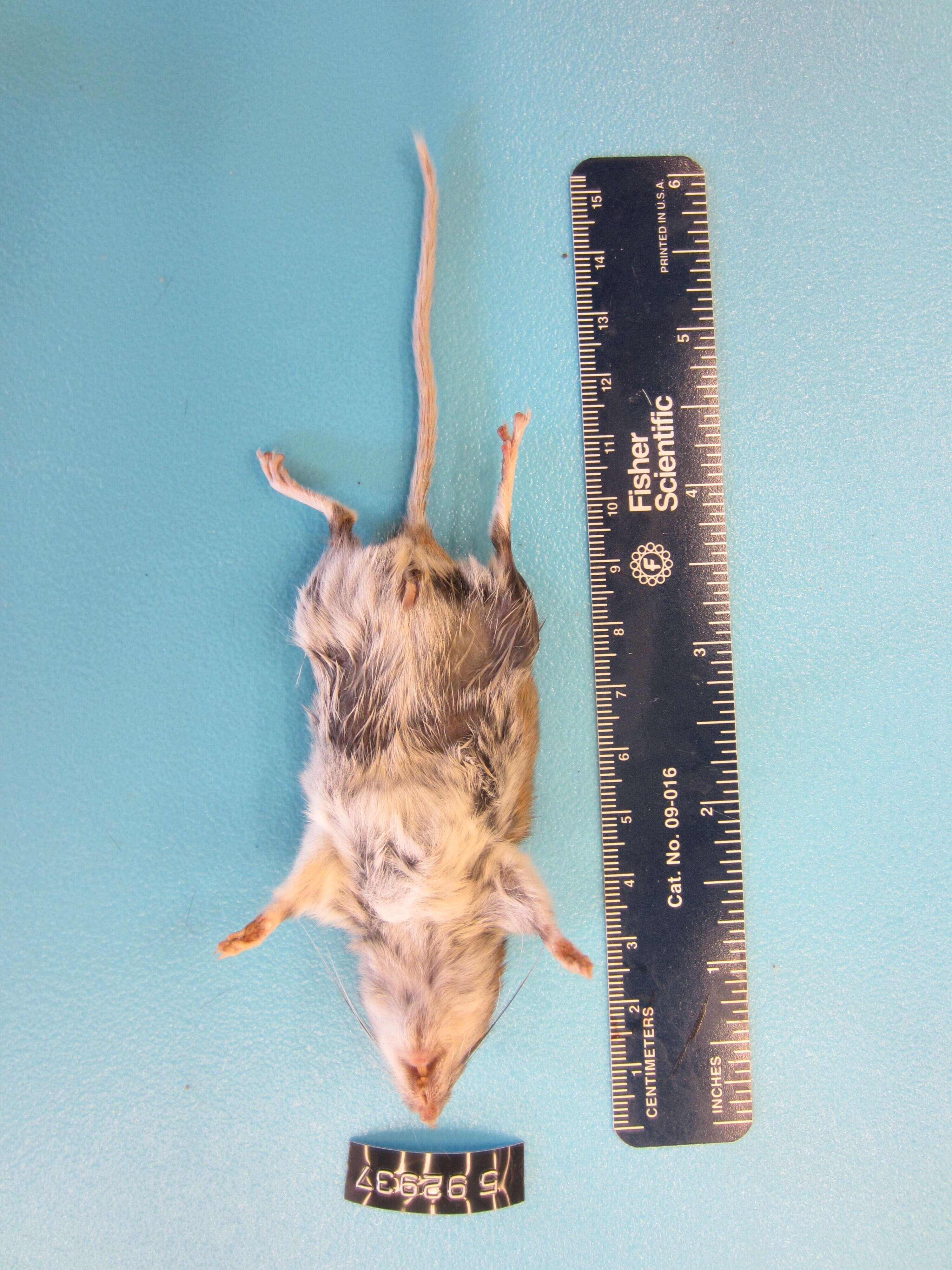 Image de Souris à pattes blanches