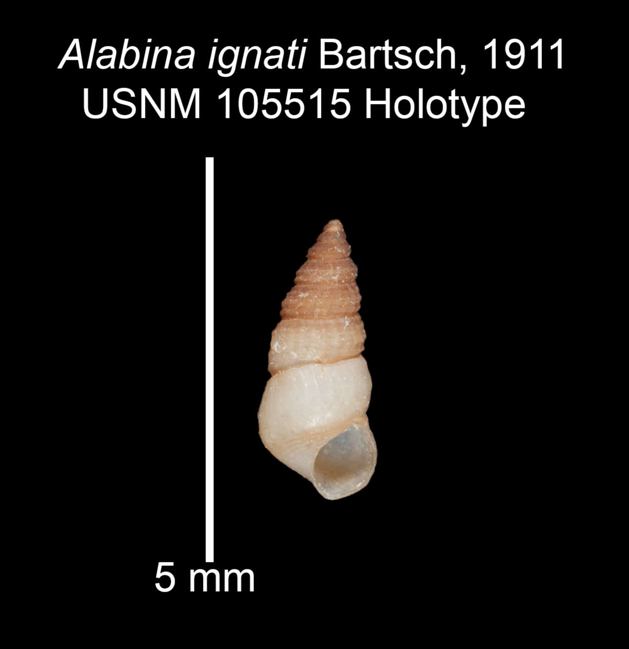 Image of Alabina ignati Bartsch 1911