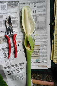 Image of arrowleaf elephant's ear