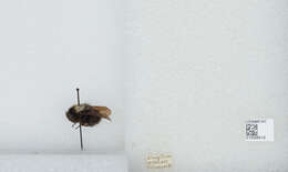 Image of Bombus funebris Smith 1854