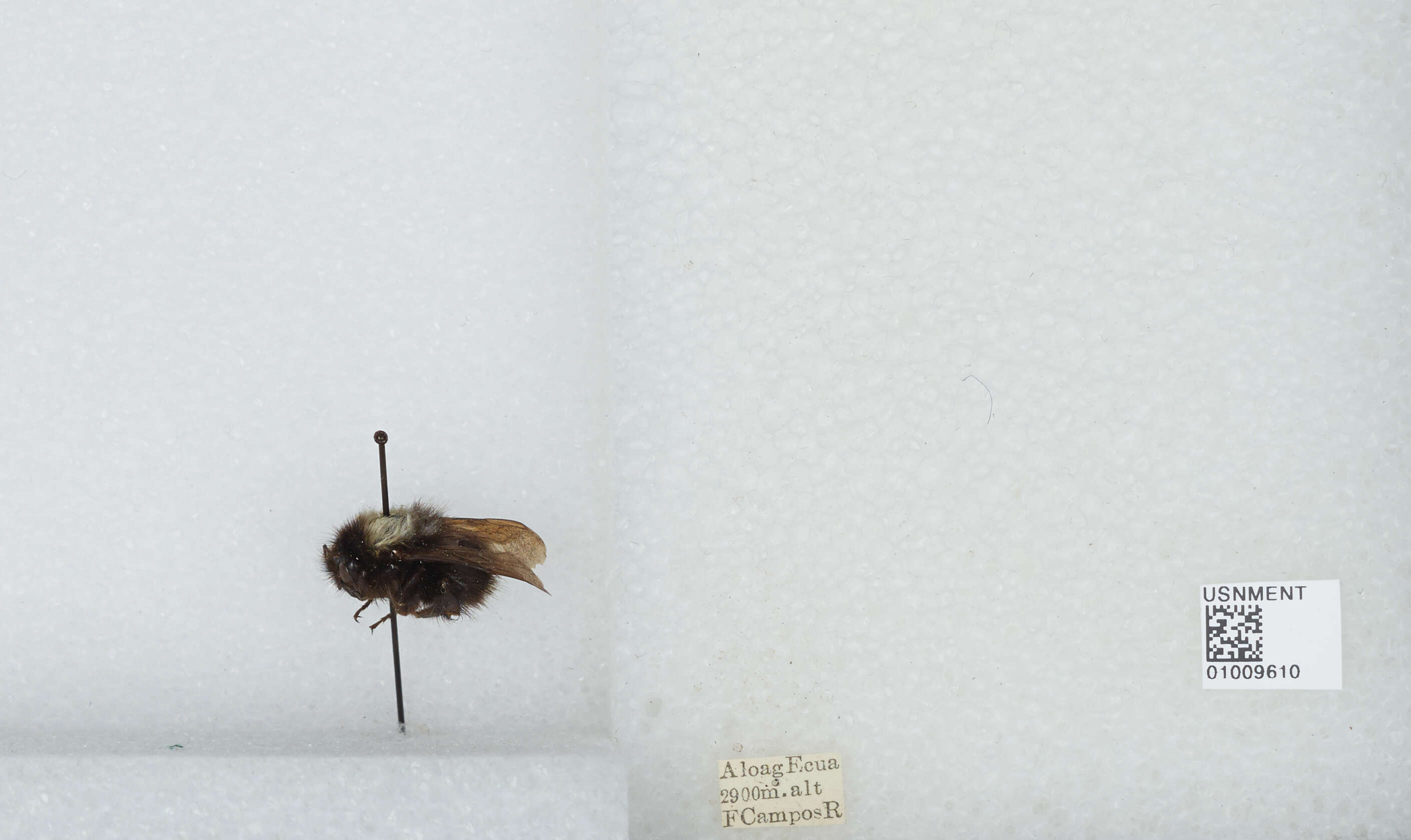 Image of Bombus funebris Smith 1854