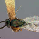 Image of Torymus brodiei (Ashmead 1887)