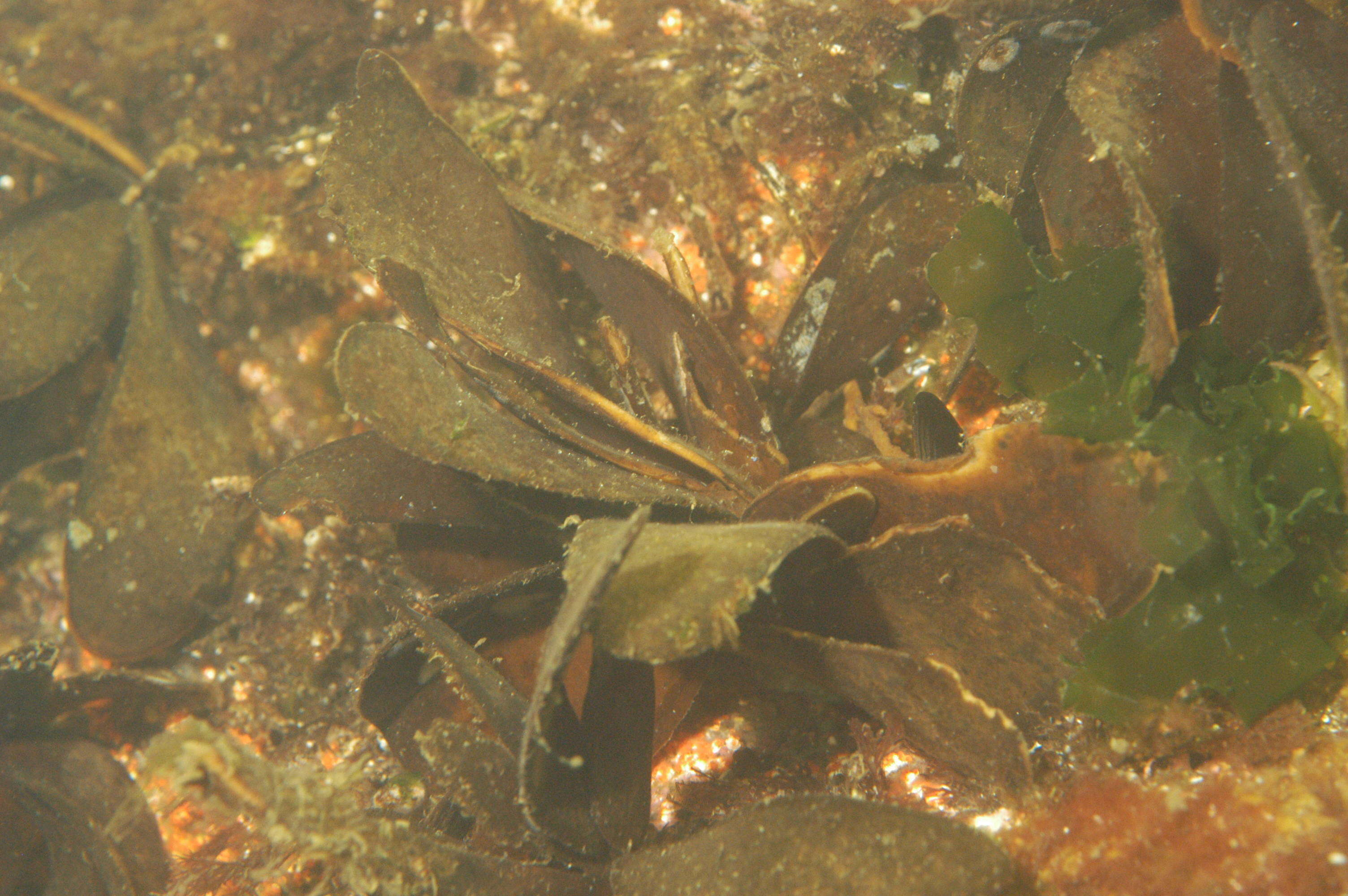 Image of Phaeophyceae