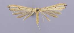 Image of Oidaematophorus ares Barnes & Lindsey 1921