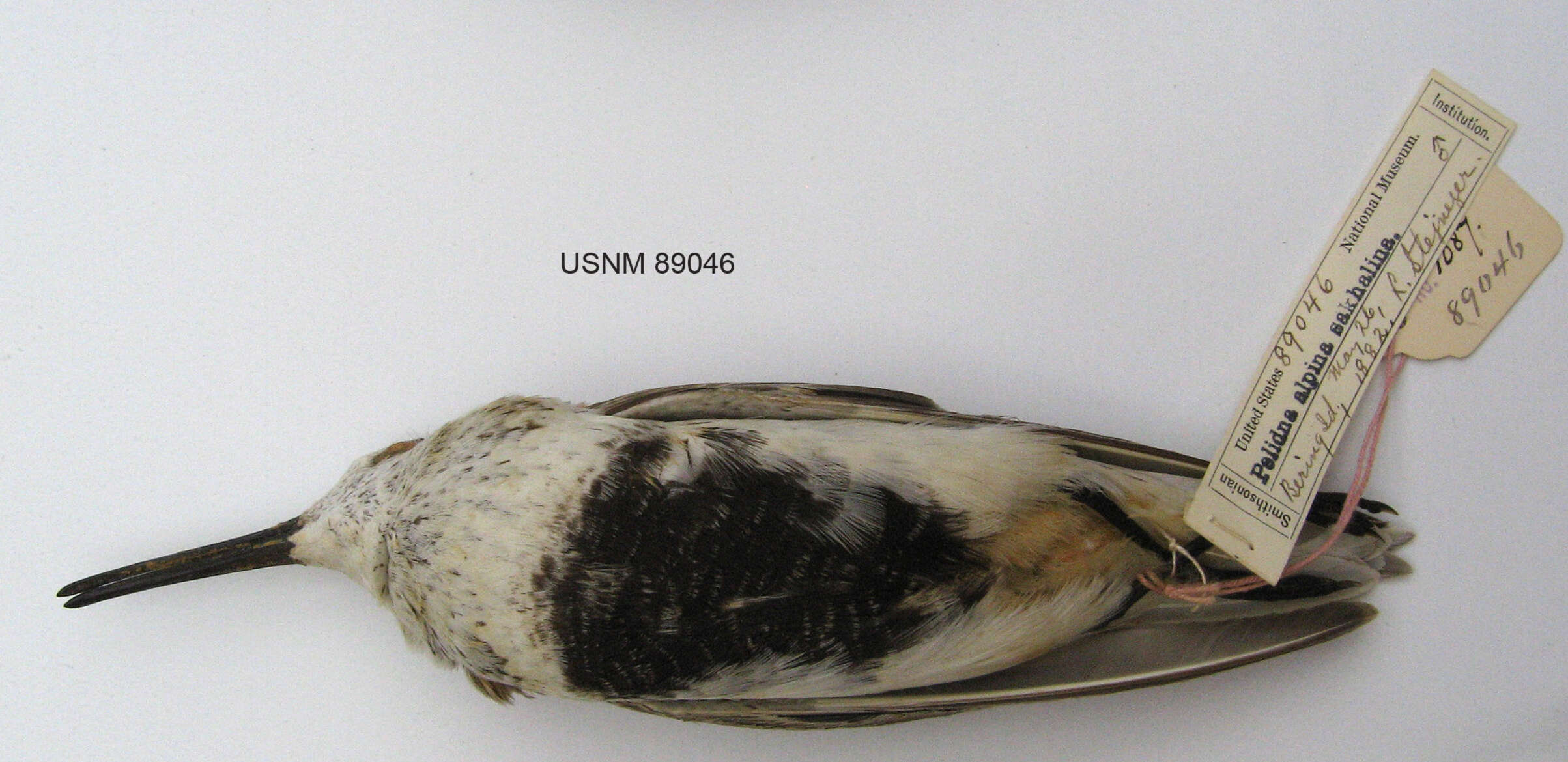 Image of Calidris alpina sakhalina (Vieillot 1816)