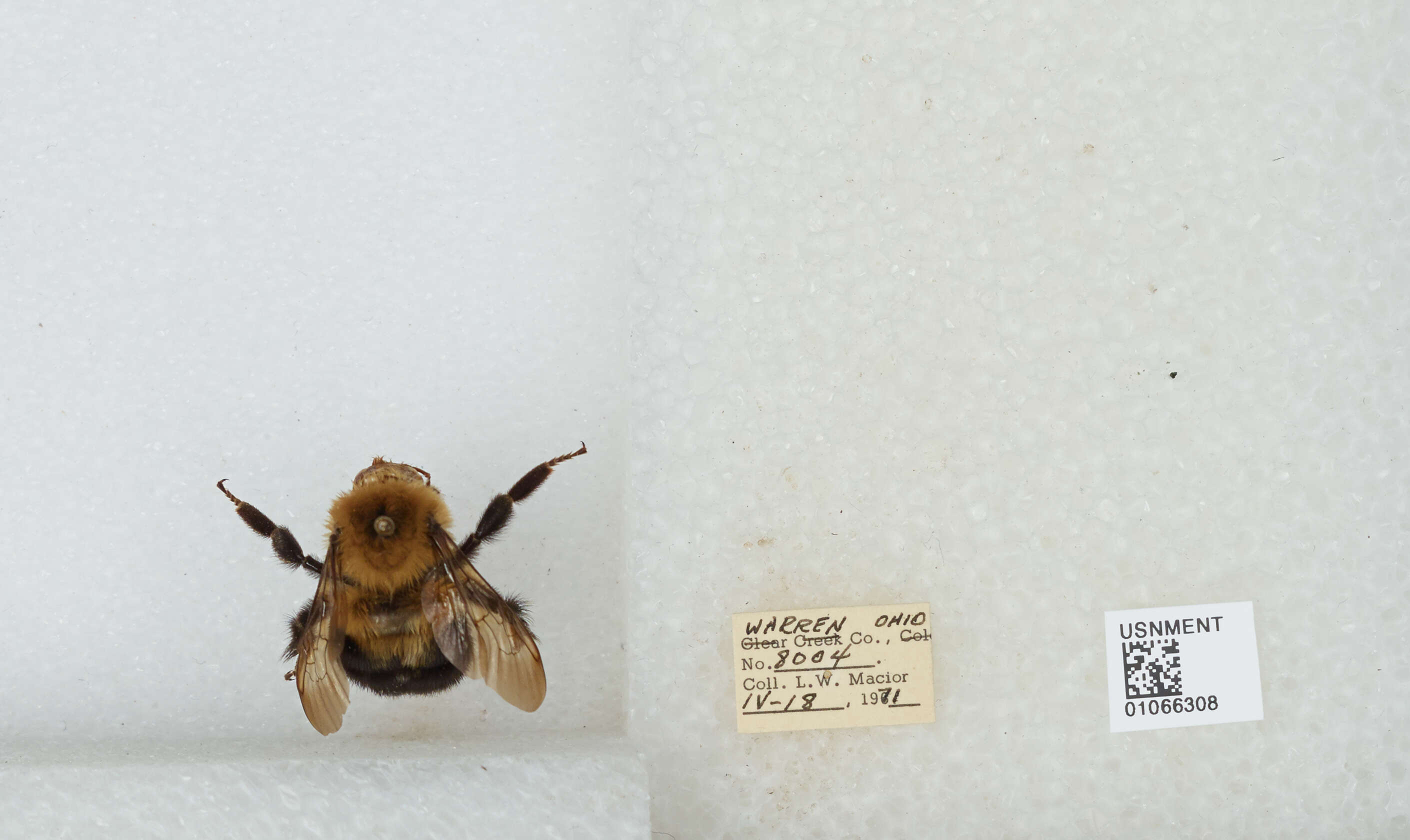 Image of Two-spotted Bumblebee