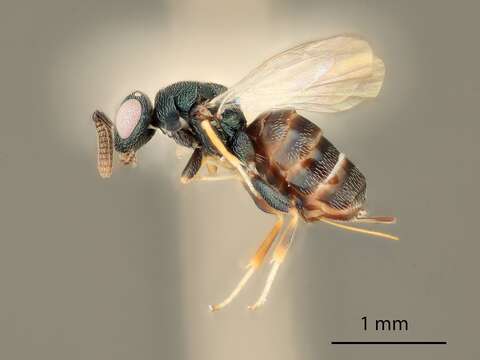 Image of Microdontomerus braconivorus Grissell 2005