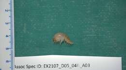 Image of Amphipoda