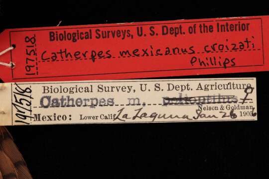 Image of Catherpes mexicanus croizati Phillips & AR 1986