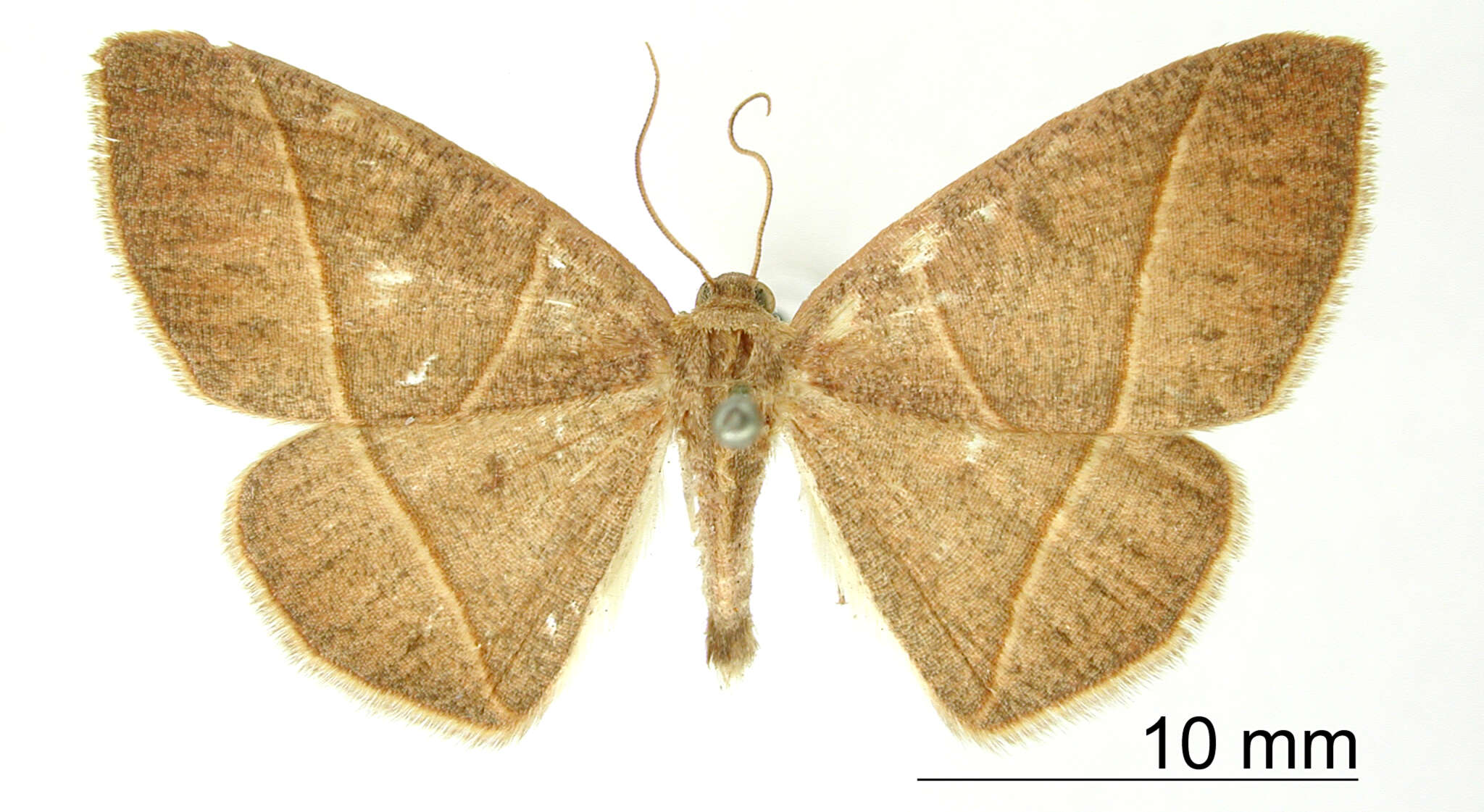 Image of Mimosema dorsilinea Warren 1906
