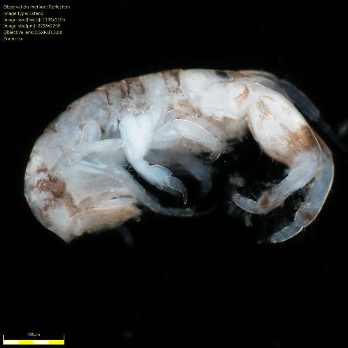 Image of Amphipoda