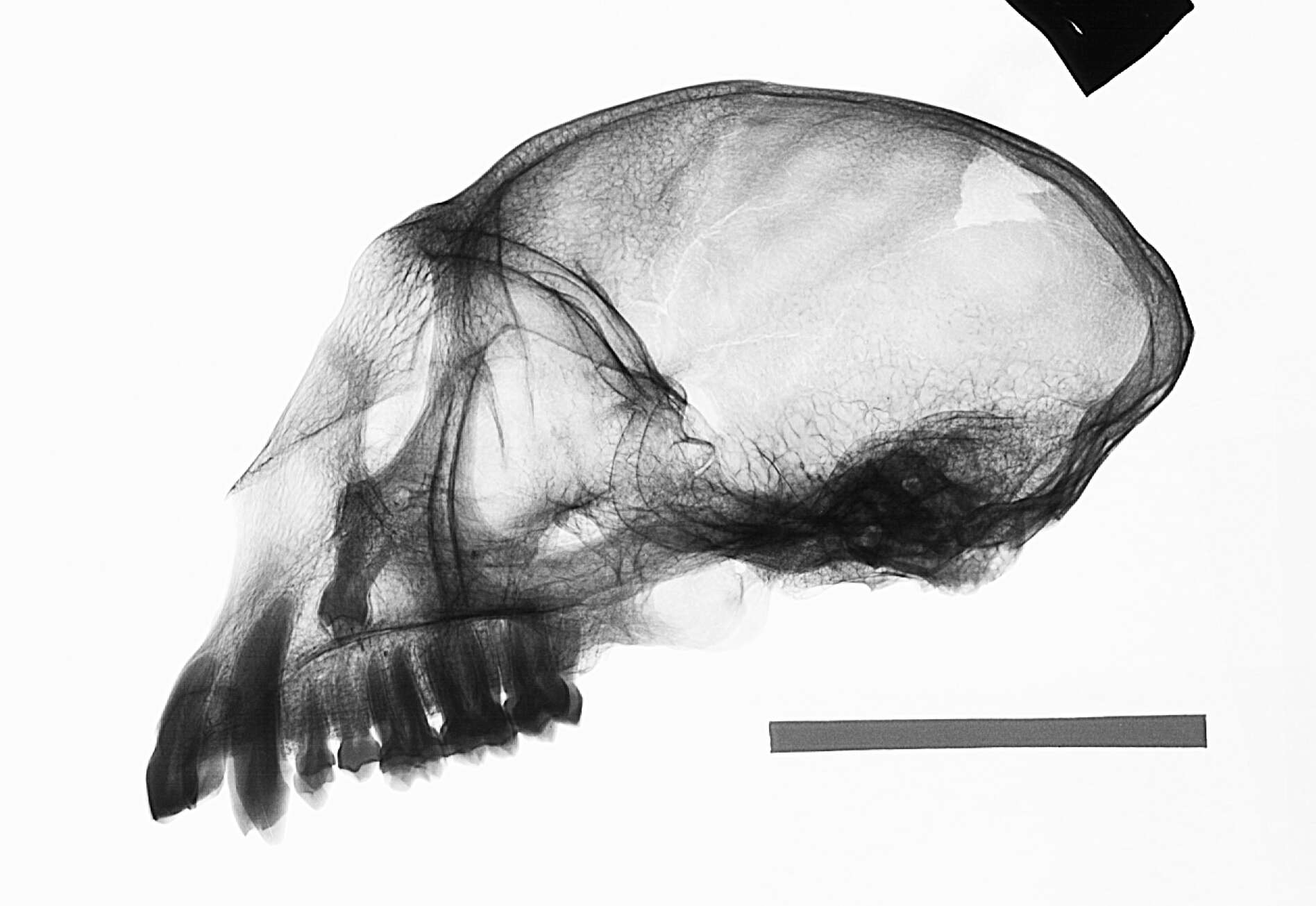 Image of Cercopithecus mitis kolbi Neumann 1902