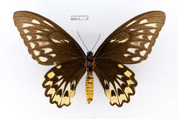 Plancia ëd Ornithoptera croesus Wallace 1859