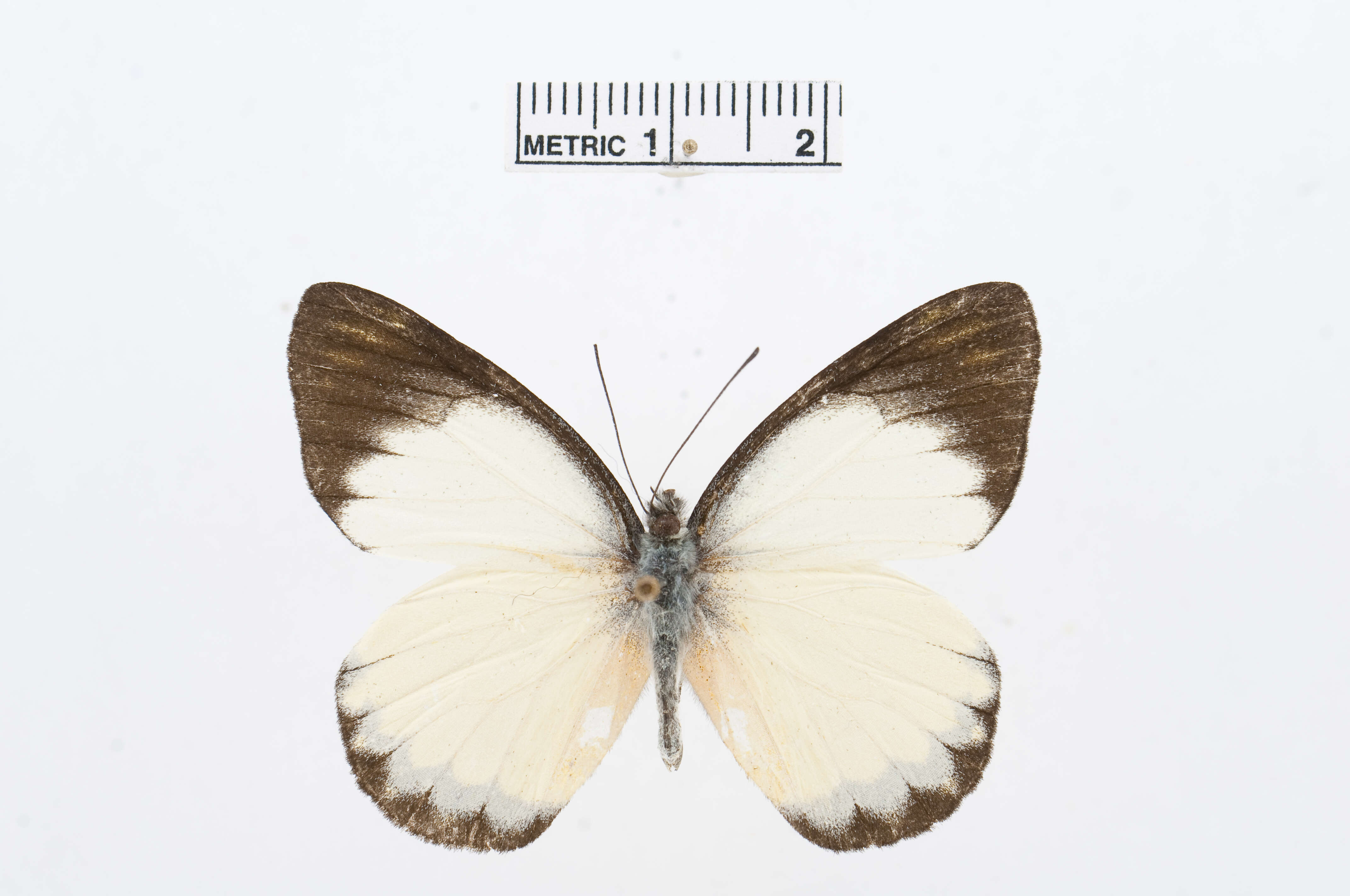 Image of Delias dorylaea Felder & Felder 1865