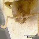 Image of Pseudolasius bufonus Wheeler 1922