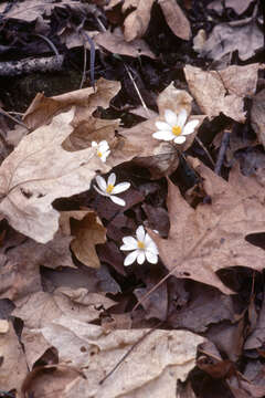 Image of Sanguinaria L.