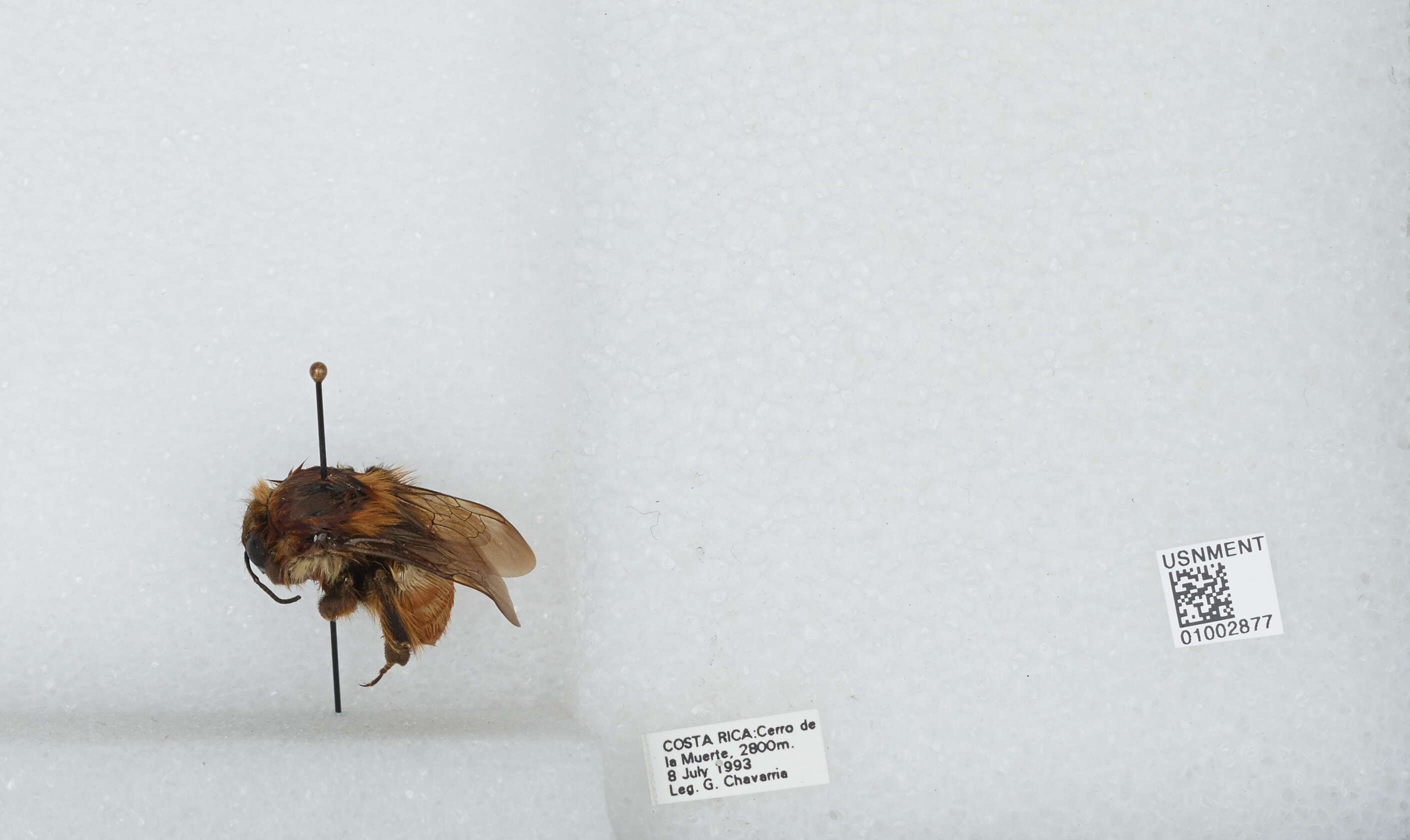 Bombus ephippiatus Say 1837 resmi