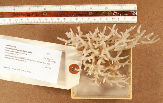 Image of Thin Birdsnest Coral