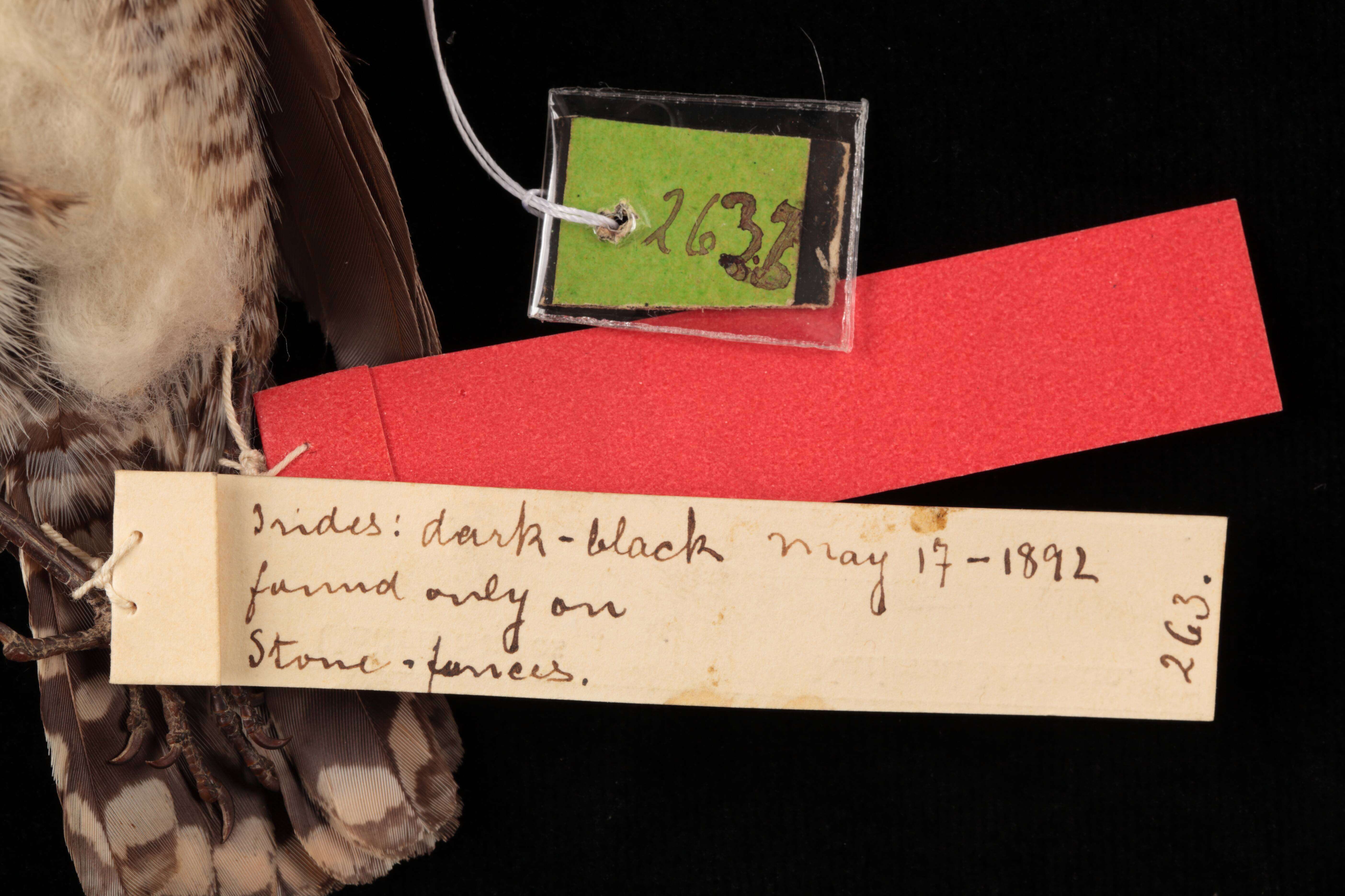 Image of Salpinctes obsoletus neglectus Nelson 1897