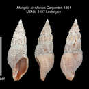 Oenopota levidensis (Carpenter 1864) resmi