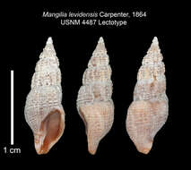 Imagem de Oenopota levidensis (Carpenter 1864)