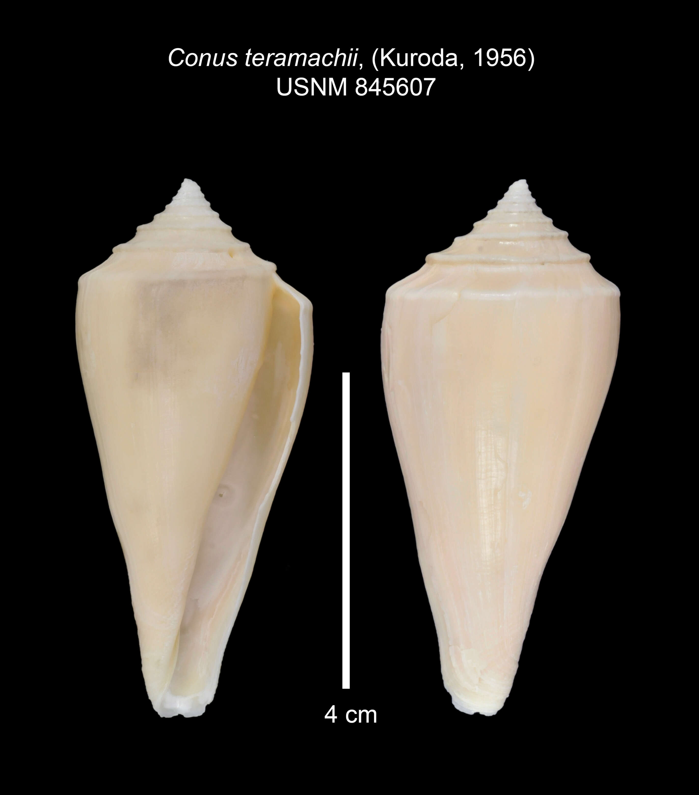 Image of Profundiconus teramachii (Kuroda 1956)