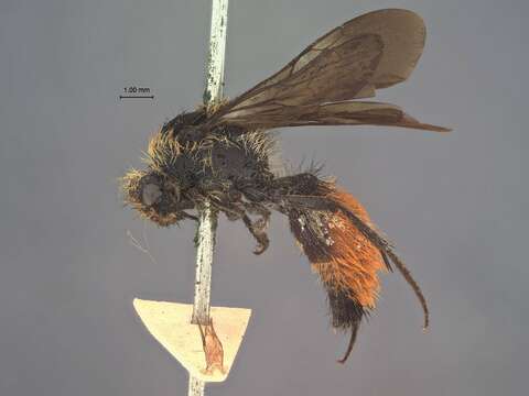 Image of Dasymutilla Ashmead 1899