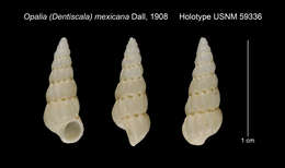 Image of Opalia mexicana Dall 1908