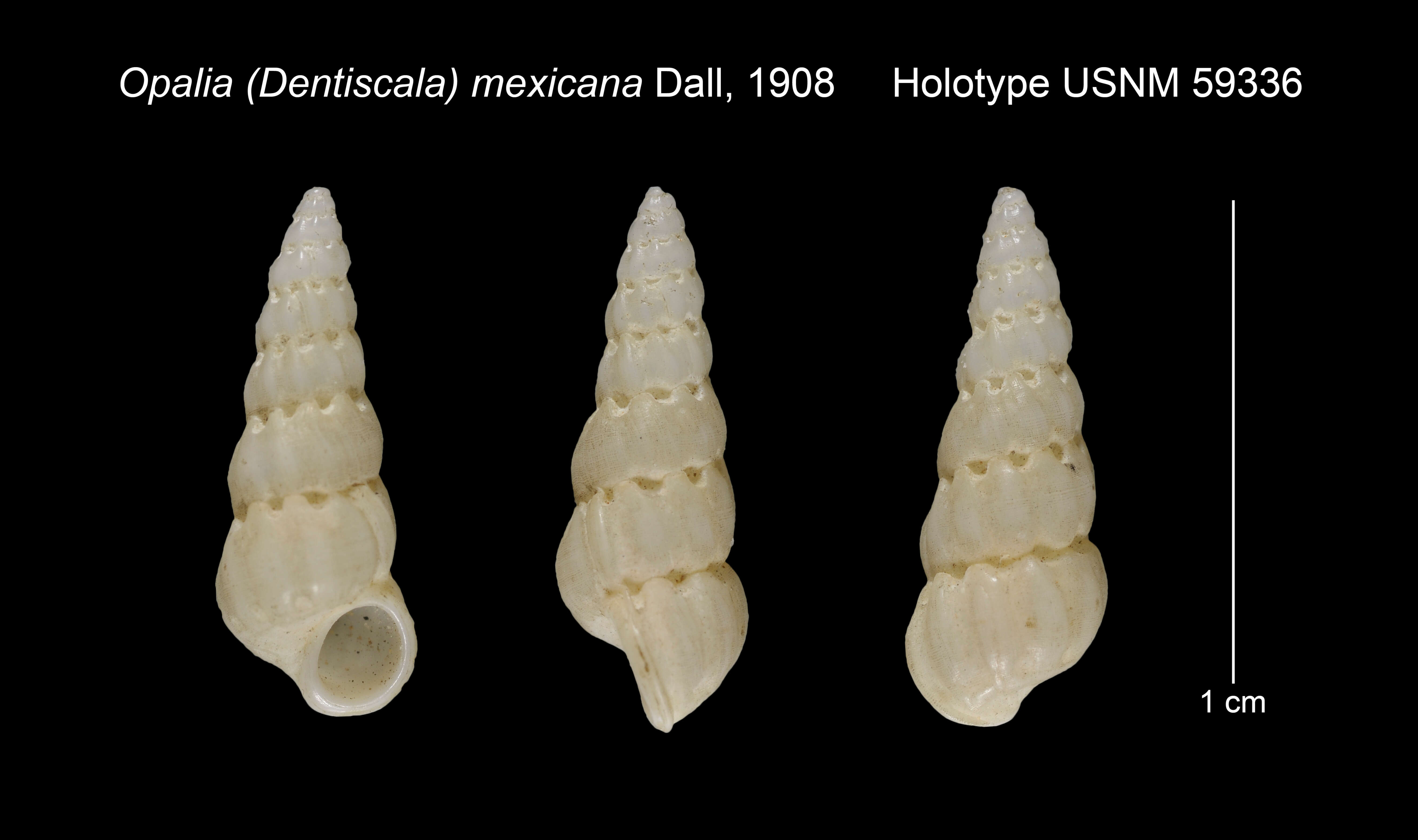 Image of Opalia mexicana Dall 1908