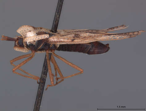 Image of Gargaphia oreades Drake 1928