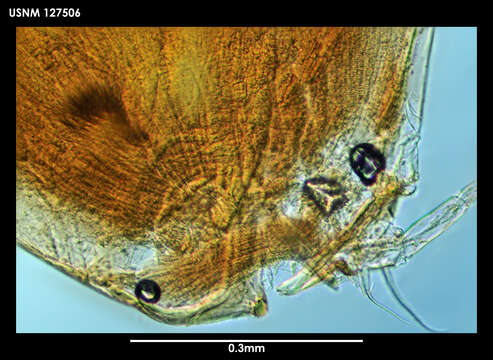 Image of Vargula sutura Kornicker 1975