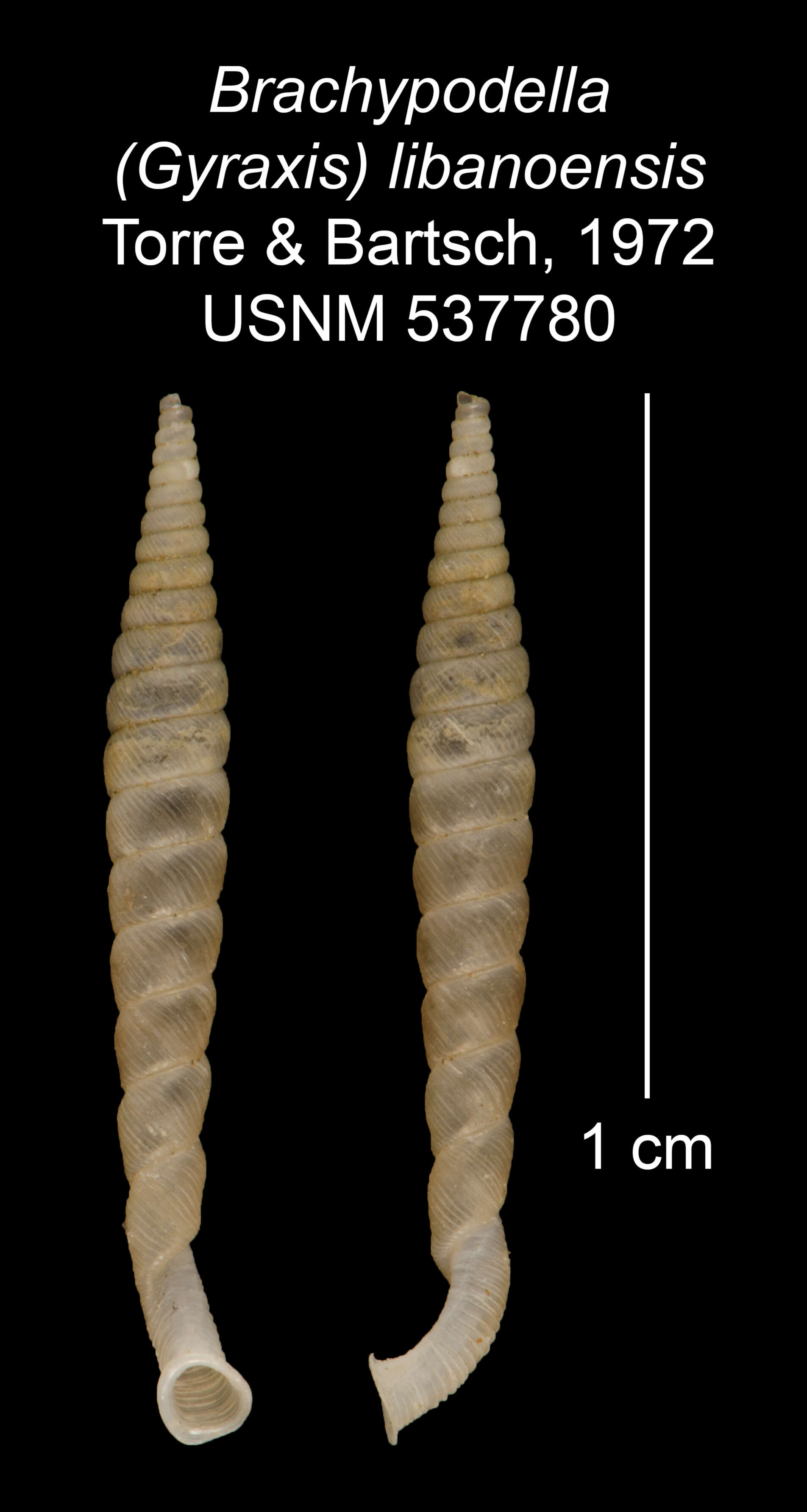 Imagem de Brachypodella (Gyraxis) libanoensis Torre & Bartsch