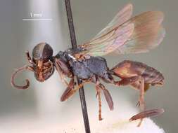 Image of Miscophus nigrescens (Rohwer 1909)