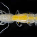 Image of bristle-footed ghost shrimp