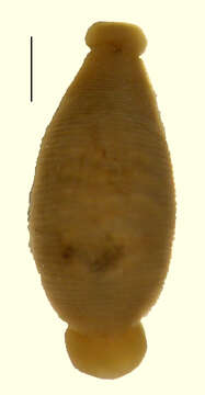 Hemiclepsis marginata (O. F. Müller 1773)的图像