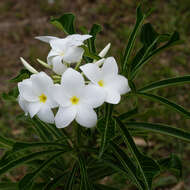 Image of bridal boquet