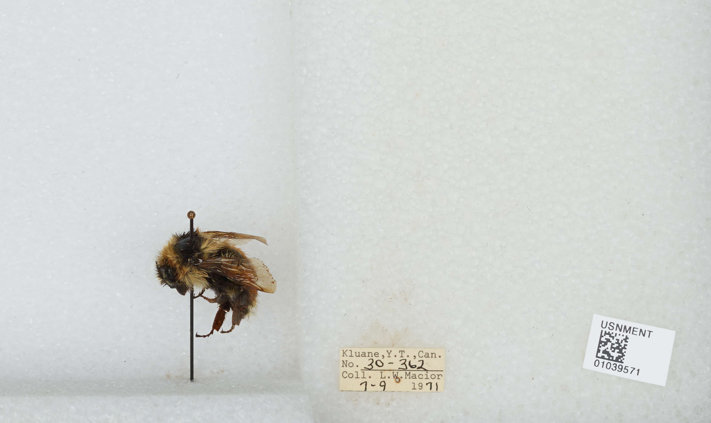 Image de Bombus sylvicola Kirby 1837