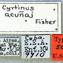 Image of Cyrtinus acunai Fisher 1935