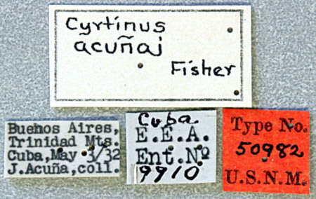 Image of Cyrtinus acunai Fisher 1935