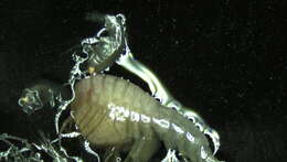 Image of Amphipoda