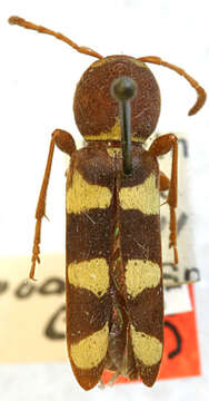 Image of Neoclytus provoanus Casey 1924