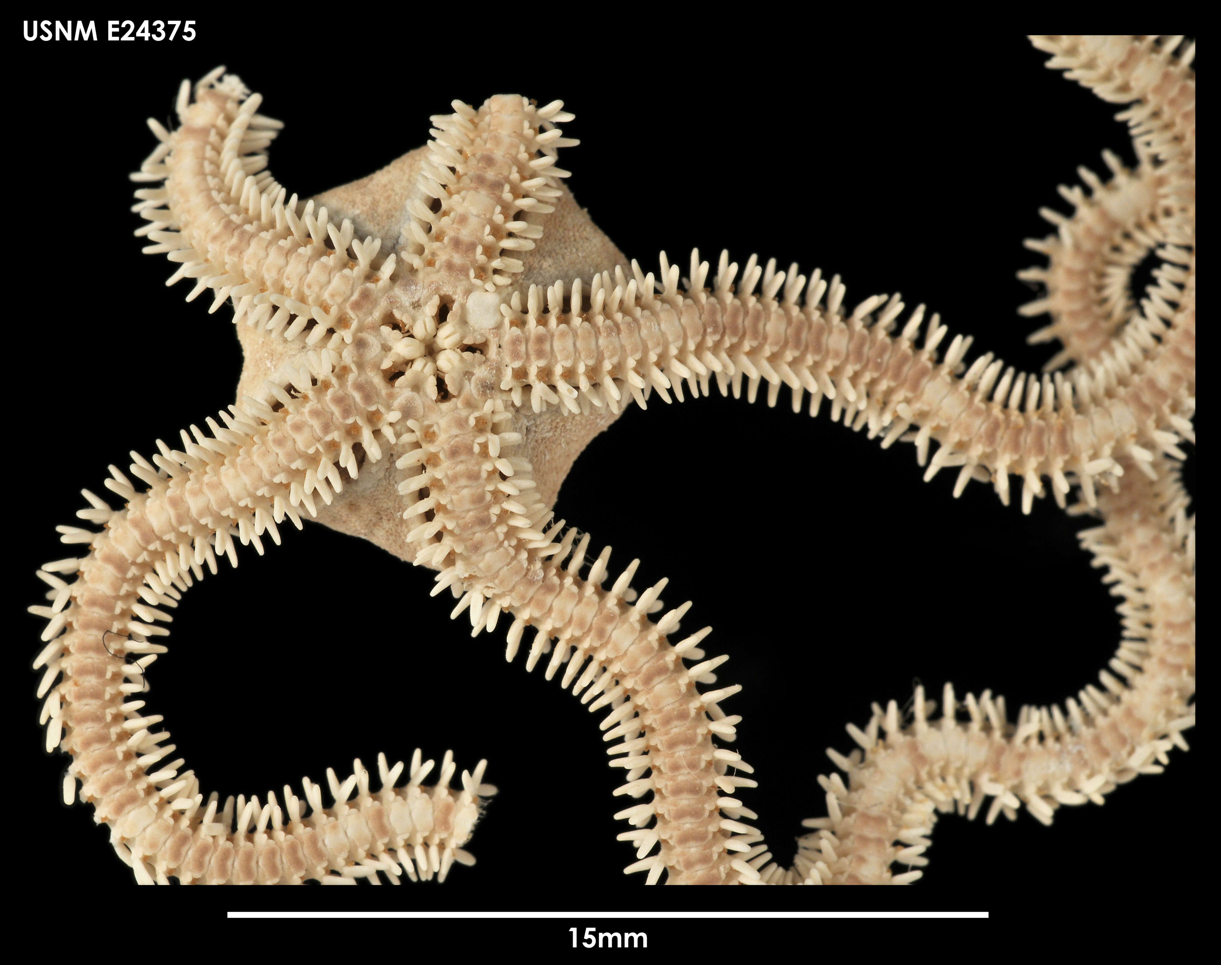 Image de Ophiophragmus Lyman 1865