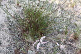 Image de Polygonella robusta (Small) G. L. Nesom & V. M. Bates