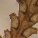 Image of Abietinaria variabilis (Clark 1877)